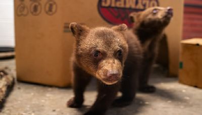 Orphaned bears arrived at Kansas zoo after mother shot dead by hunter