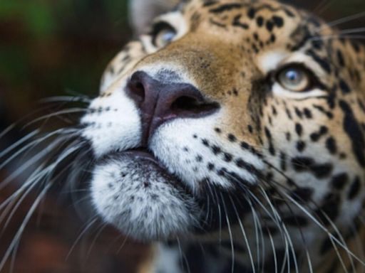 Animales silvestres en peligro: tráfico y tenencia ilegal son las principales amenazas a la fauna amazónica