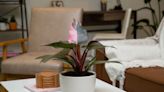 The Best Plants For Biophilic Interior Design