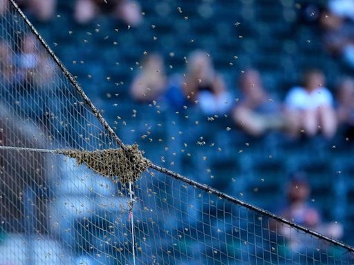 Bee Game: Los Angeles Dodgers and Arizona Diamondbacks delayed due to bee swarm