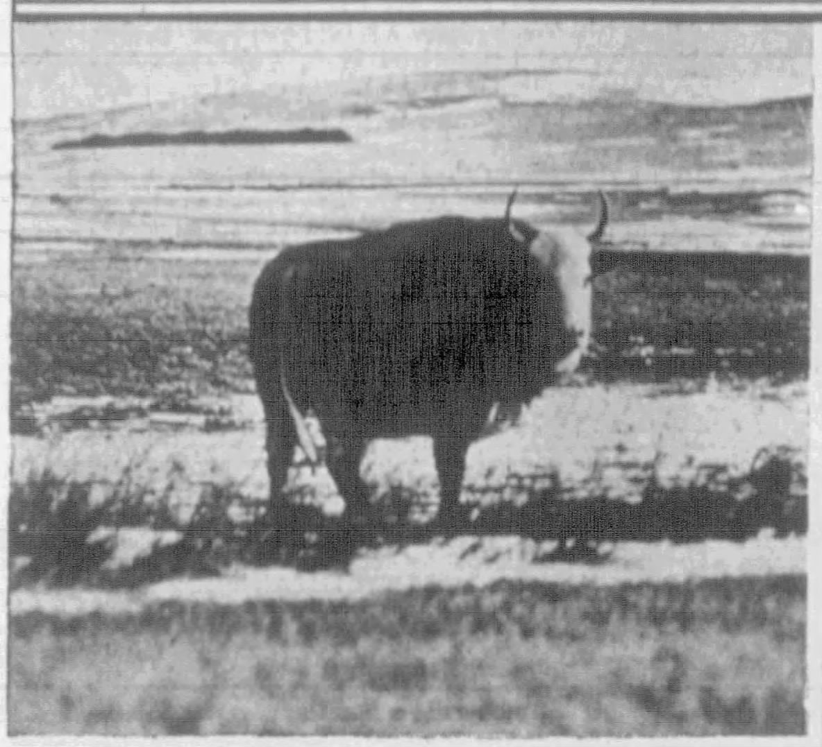 ‘Cool’ John Rooney, the first and last man to swing until dead at the North Dakota penitentiary