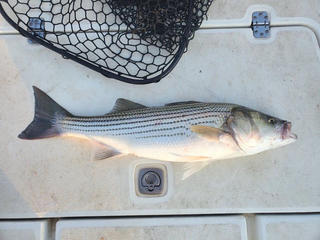 Atlantic States Marine Fisheries Commission addresses hooking mortality for struggling striped bass - Outdoor News