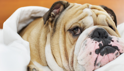 English Bulldog Woke up and ‘Chose Violence’ While Playing with Plastic Container