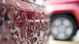 Lovebugs are back for September. Here's what they are, and how to get them off your car