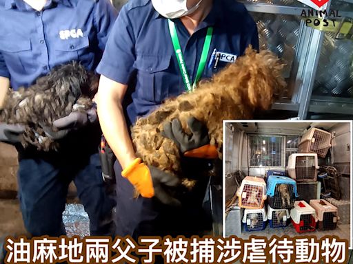 油麻地廟街發生懷疑虐待動物案 骯髒狹小單位內救出約四十貓狗 - 香港動物報 Hong Kong Animal Post