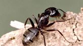 How To Get Rid Of Carpenter Ants, According To Experts