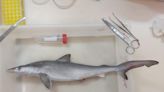 Thirteen Sharks Test Positive for Cocaine Off the Coast of Brazil