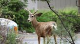 Central Oregon growth has provided challenges, opportunities for wildlife advocates