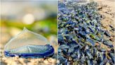 神秘生物大量出沒！「藍色塑膠片」攻佔加州海灘 真實身分曝光