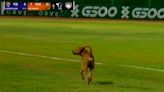 VIDEO: Espontáneo de cuatro patas interrumpe juego entre Tigres y Leones en LMB