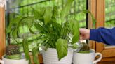 ‘Spur’ peace lilies to repeat flower with experts’ ‘correct’ houseplant care tip