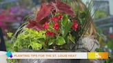 Expert shares plant that will survive the St. Louis heat
