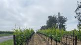 Napa winemakers brush off concerns of decline