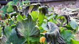 How to Get Rid of Squash Bugs Before They Ruin Your Harvest