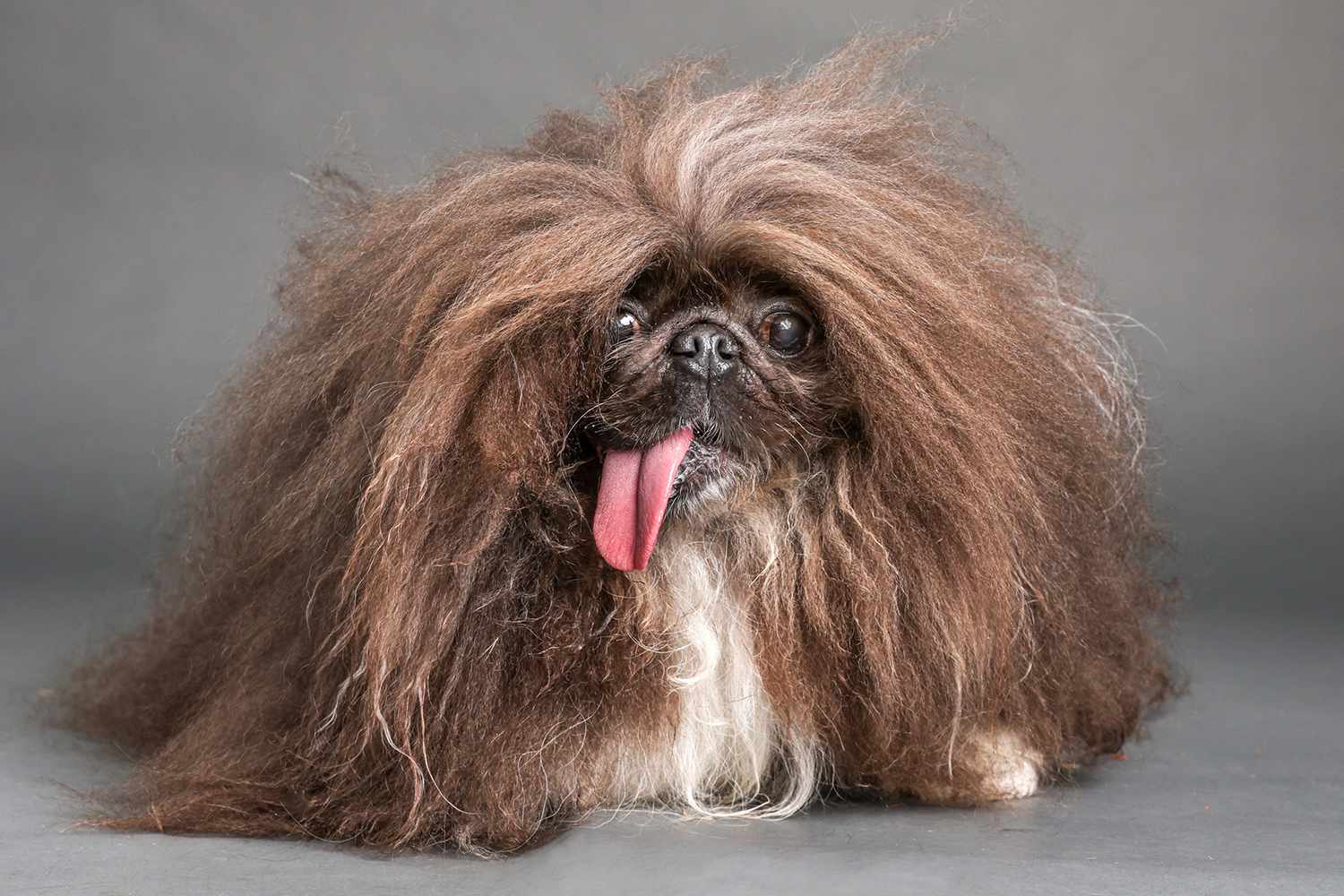 A Pekingese Named Wild Thang Wins the 2024 World's Ugliest Dog Contest