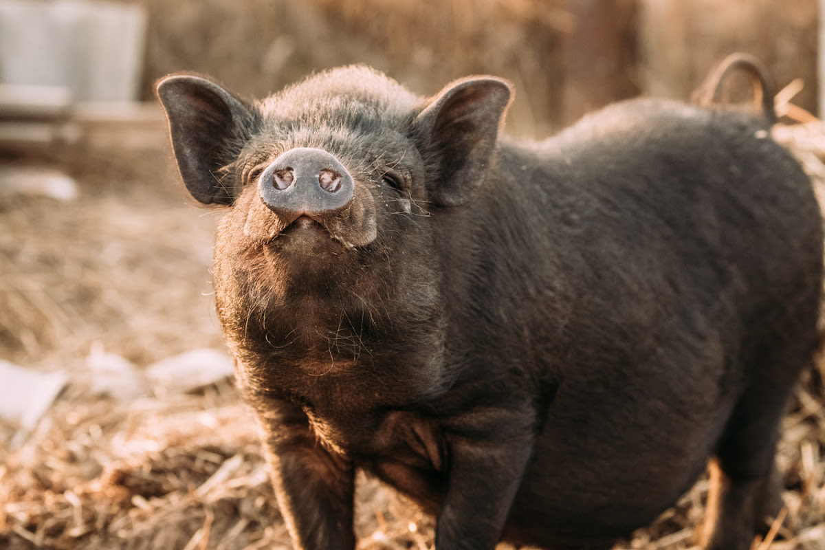 Sanctuary Pig Gives Rescue Worker a Grateful Kiss After Having Sunscreen Applied