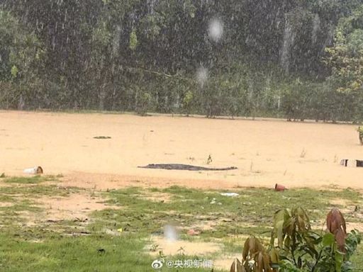 影》廣東暴雨水淹養殖場鱷魚大逃亡 網友憂恐成「煲湯料」 - 國際