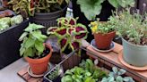 Indoor Gardening Could Help Boost Immune Systems, Study Finds - EcoWatch