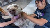 Celebrating Pancho: Injured pooch loses stitches, gets steak