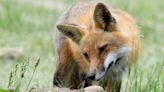 Rabid fox found in Verona, one person treated