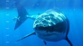 Shark attacks up across the U.S.