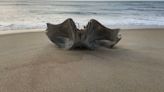 Rare 40-ton whale skull discovered on North Carolina beach