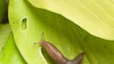 King Charles' gardener shares simple four-steps to banish slugs and snails