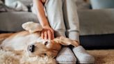 Viraler Doppelgänger: Hund sieht aus wie Will Ferrell