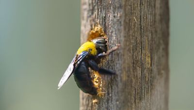 How to get rid of carpenter bees: 7 deterrents for your home or yard
