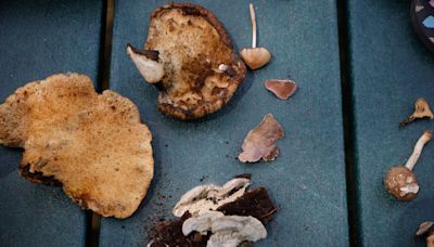 Learn how to forage Michigan's wild mushrooms without dying