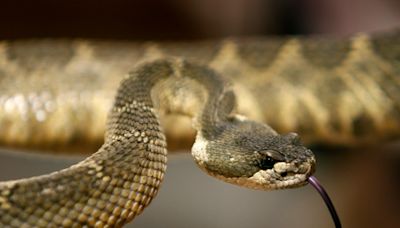 East Bay officials warn of rattlesnakes as warm weather returns