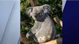 PHOTOS: Brookfield Zoo welcomes koalas for first time in 90 years