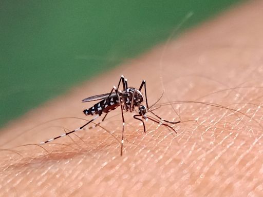 Cuidado: el dengue amenaza Estados Unidos