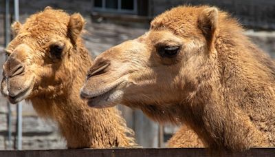 PETA renews call for federal probe after second escape of animals from Cedar Point