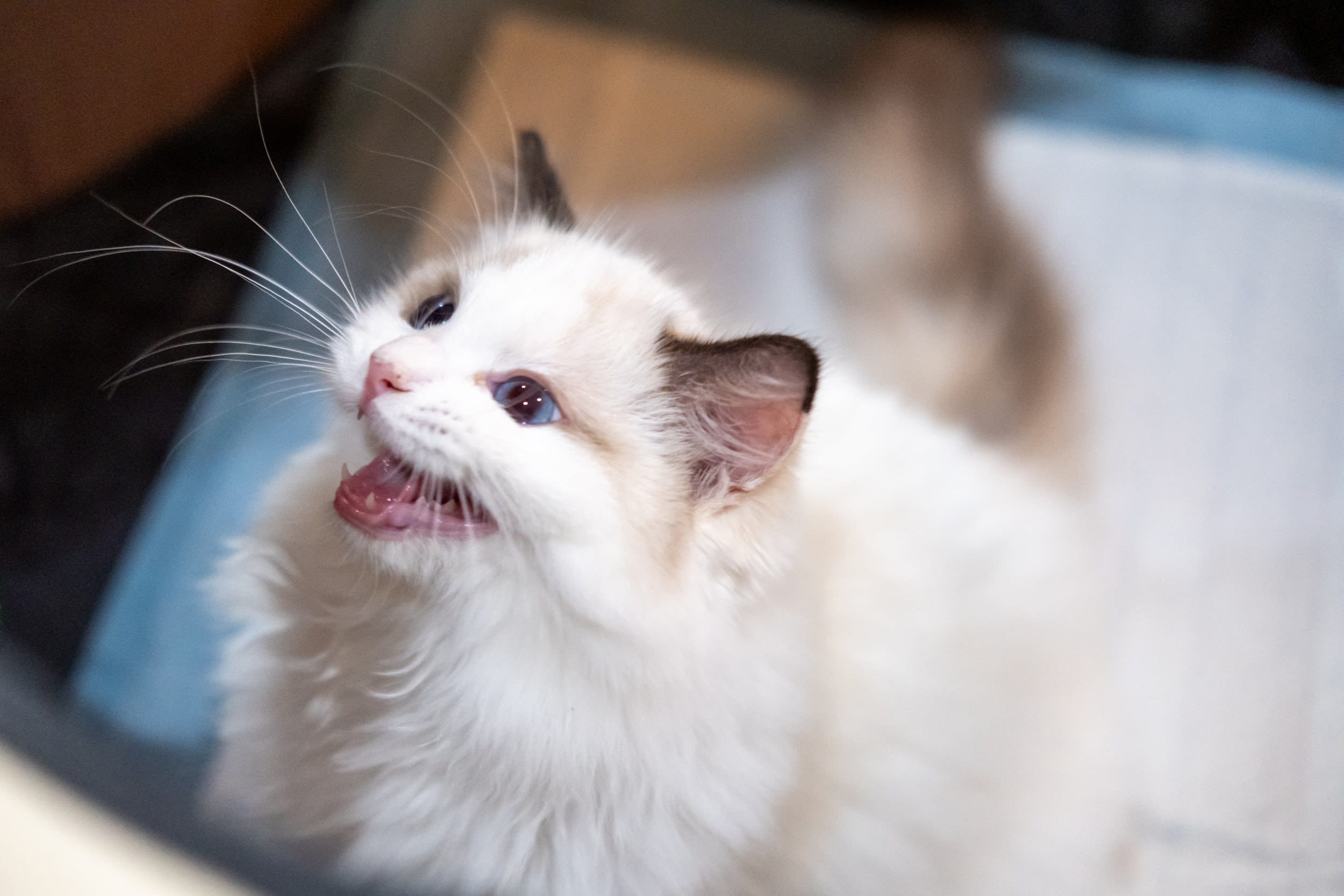 Cat mimicking screaming kids has internet in stitches: "Confused"