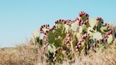 These Maasai women have developed an eco-friendly way to turn invasive cacti into bio-fuel