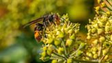 Warning over rise in invasive species as public told to report Asian hornets