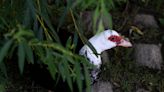 Domestic ducks at Delhi Park, some injured, will be rescued by northern Ohio nonprofit