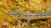 Descubren una nueva especie de lagarto en un parque natural de los Andes de Perú