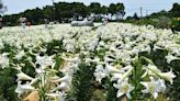 4萬株鐵炮百合盛開 桃園觀音農田雪白花海超好拍