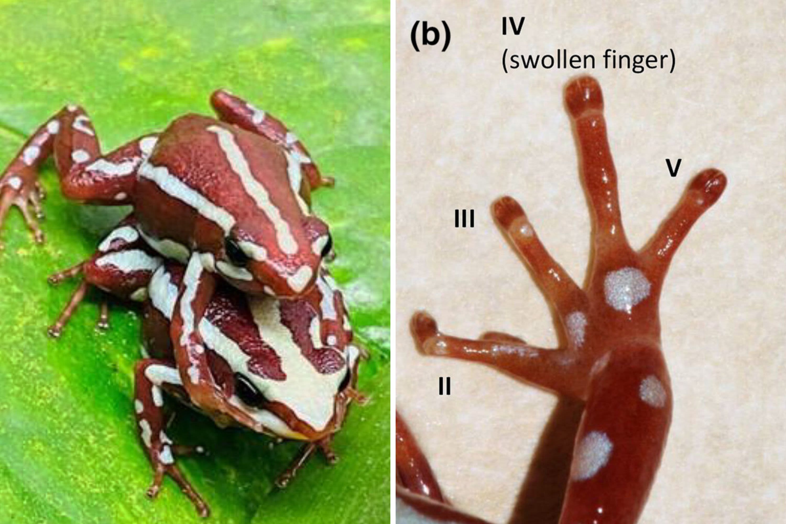 During sex, male frogs may use "swollen fingertip" to stimulate females