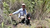 Perro detecta enorme pitón en pantanos de Florida. Lo que tenía en su cuerpo causó estupor