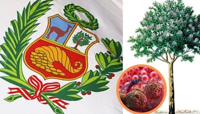 El árbol de la Quina: cómo el símbolo del escudo del Perú ayudó a curar enfermedades mortales