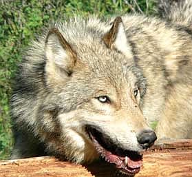 State officials say wolf population strong despite increased harvest