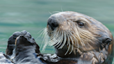 Aquarium of the Pacific Shows Off Busy Otter Having a Field Day in an Ice Bath