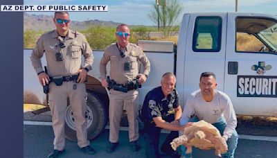 Tortoise back home at Pinal County ranch after highway escape