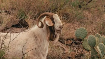 Franklin Mountains ‘Bob the Goat’ dies after capture - KVIA