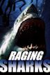 Raging Sharks