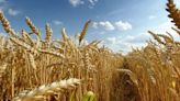 El campo le pide a Milei que elimine las retenciones al trigo | apfdigital.com.ar