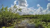 Acarlar Floodplain Forest